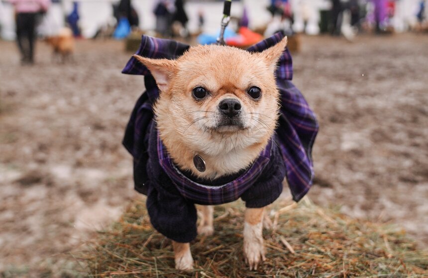 Кросс "Быстрый пес" собрал около 300 бегунов с собаками в Москве 42 фото