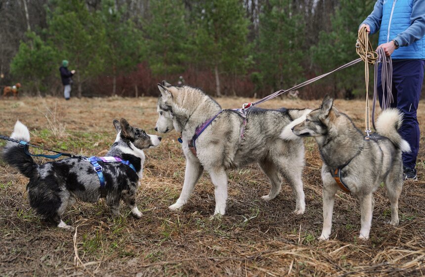 Кросс "Быстрый пес" собрал около 300 бегунов с собаками в Москве 7 фото