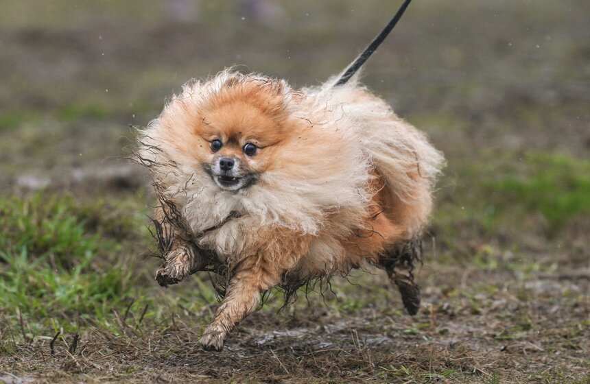 Кросс "Быстрый пес" собрал около 300 бегунов с собаками в Москве 21 фото