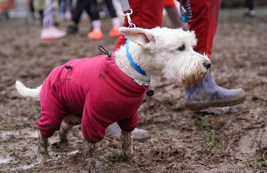 Кросс "Быстрый пес" собрал около 300 бегунов с собаками в Москве 6 фото