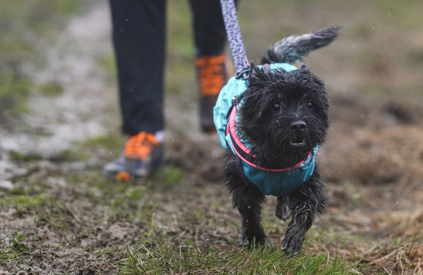 Кросс "Быстрый пес" собрал около 300 бегунов с собаками в Москве 26 фото