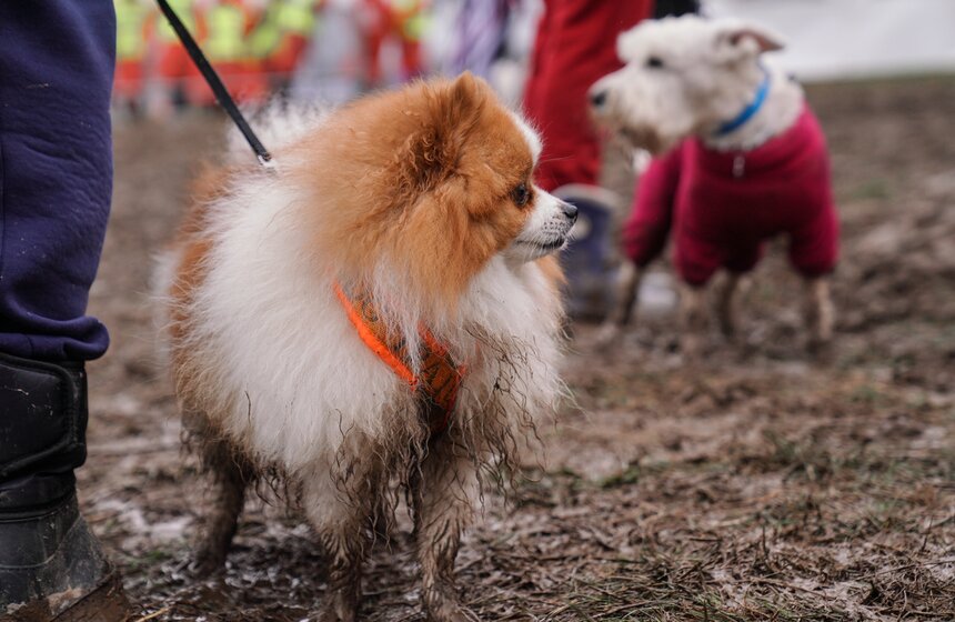 Кросс "Быстрый пес" собрал около 300 бегунов с собаками в Москве 9 фото