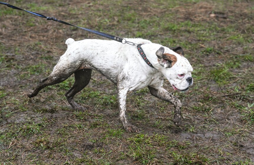 Кросс "Быстрый пес" собрал около 300 бегунов с собаками в Москве 28 фото