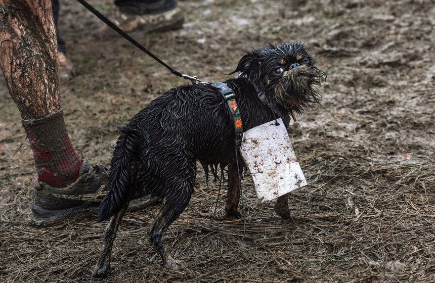 Кросс "Быстрый пес" собрал около 300 бегунов с собаками в Москве 36 фото