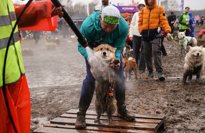 Кросс "Быстрый пес" собрал около 300 бегунов с собаками в Москве 41 фото