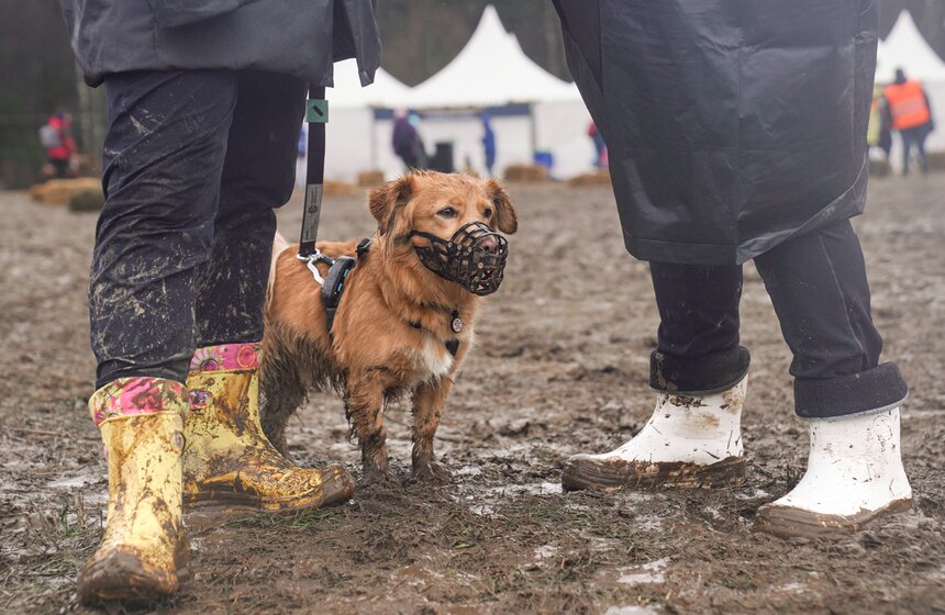 Кросс "Быстрый пес" собрал около 300 бегунов с собаками в Москве 34 фото