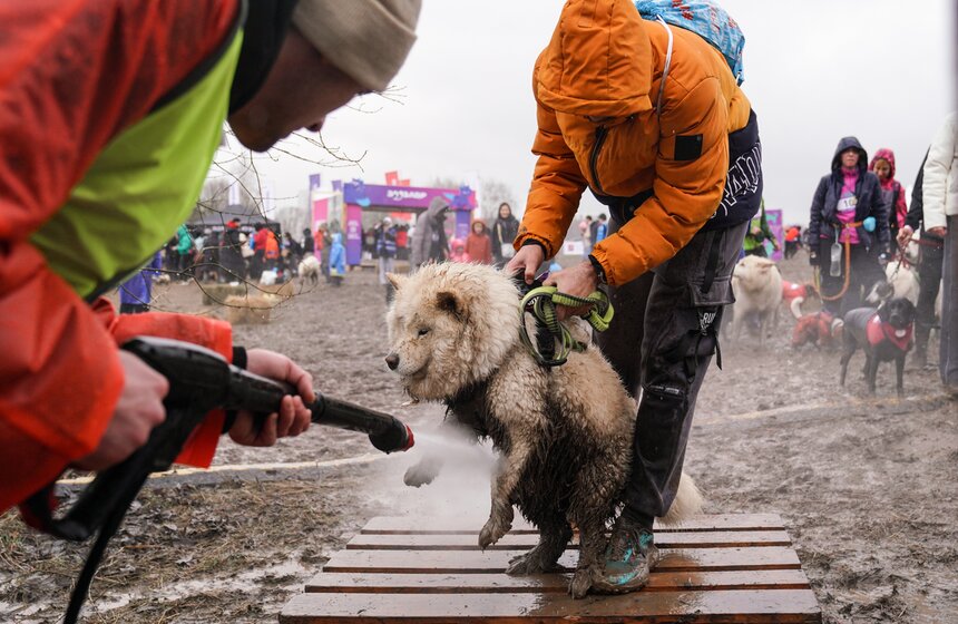 Кросс "Быстрый пес" собрал около 300 бегунов с собаками в Москве 39 фото