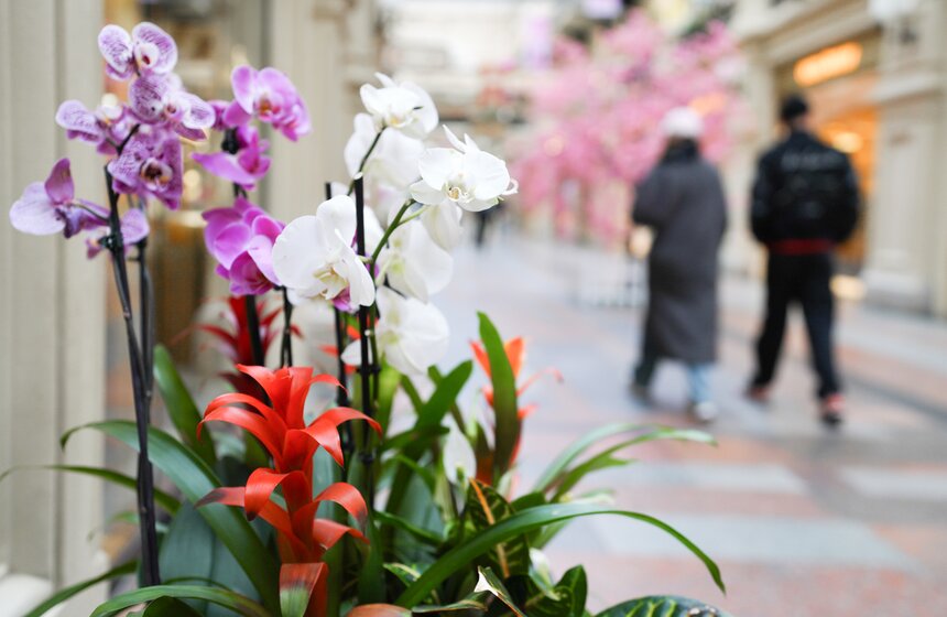 ГУМ украсили сакурой к весеннему сезону 10 фото