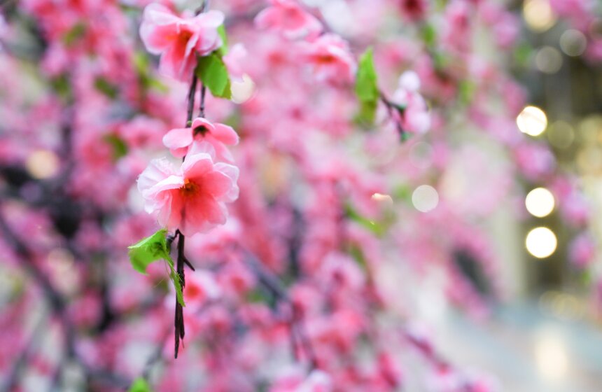 ГУМ украсили сакурой к весеннему сезону 23 фото