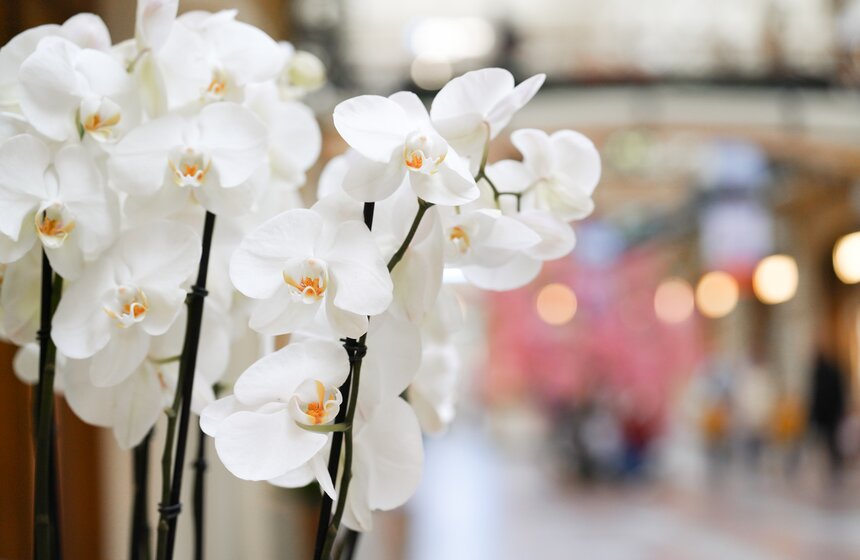 ГУМ украсили сакурой к весеннему сезону 25 фото