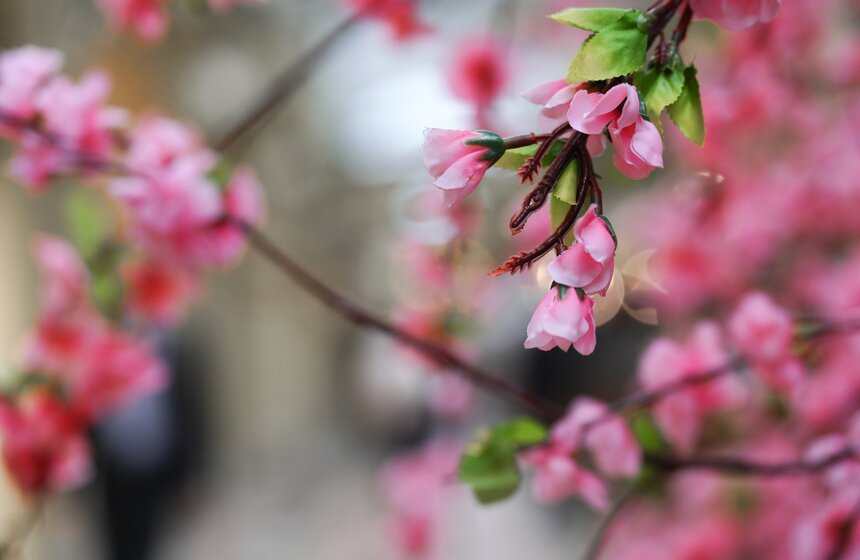 ГУМ украсили сакурой к весеннему сезону 18 фото