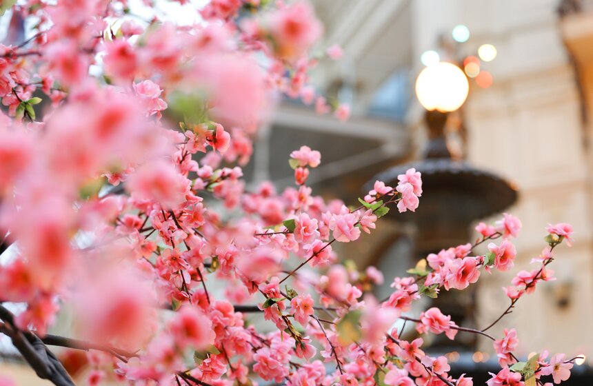 ГУМ украсили сакурой к весеннему сезону 3 фото