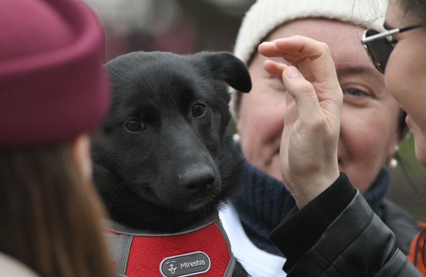 Мероприятие "Моспитомец х Четвероногий друг" состоялось на Тверском бульваре 15 фото