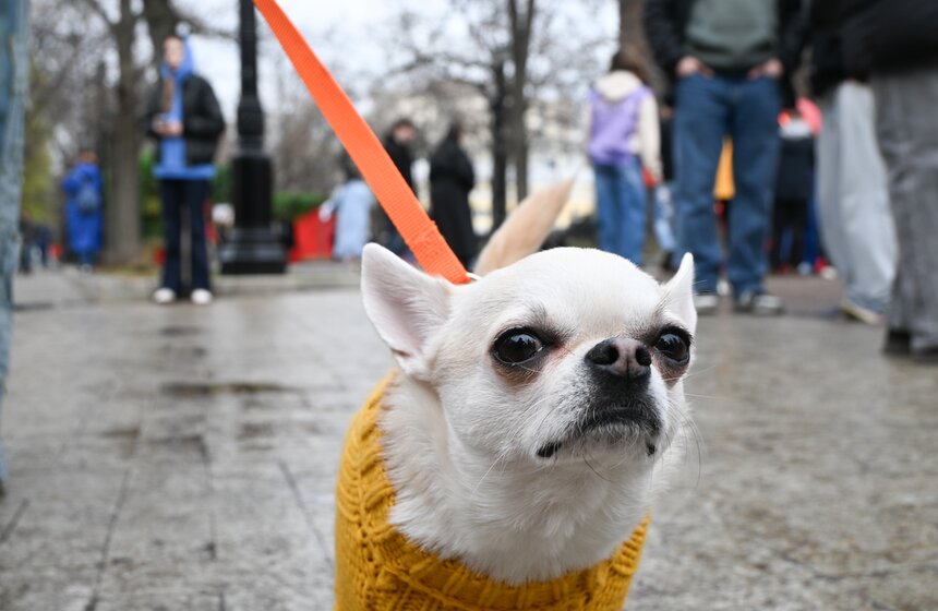 Мероприятие "Моспитомец х Четвероногий друг" состоялось на Тверском бульваре 2 фото
