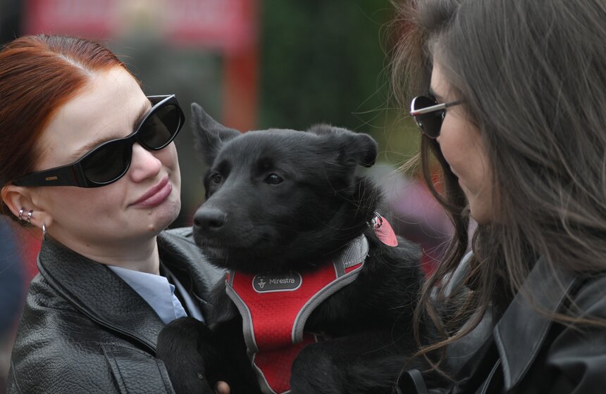 Мероприятие "Моспитомец х Четвероногий друг" состоялось на Тверском бульваре 17 фото