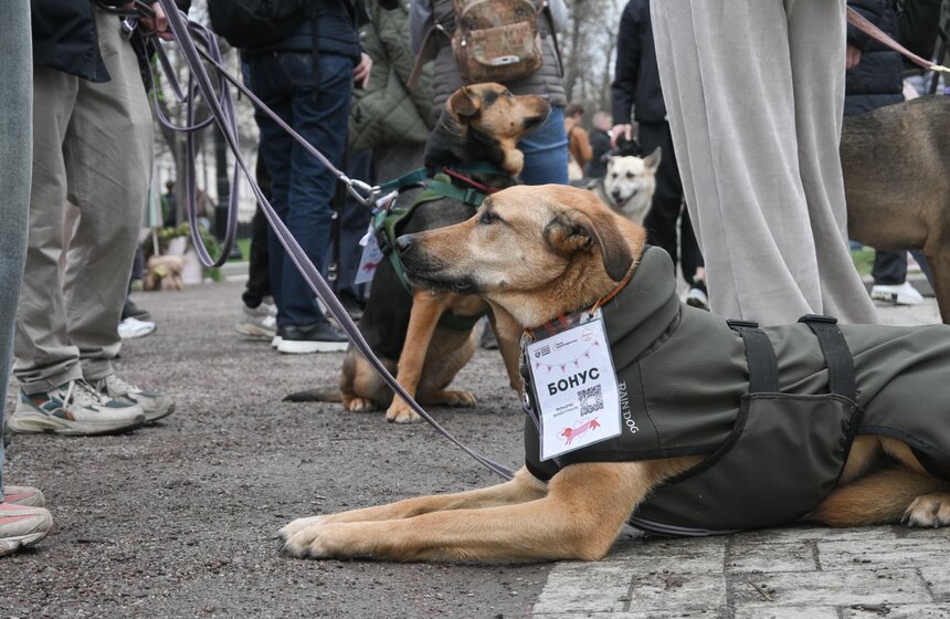 Мероприятие "Моспитомец х Четвероногий друг" состоялось на Тверском бульваре 14 фото