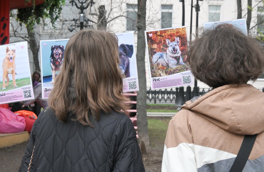 Мероприятие "Моспитомец х Четвероногий друг" состоялось на Тверском бульваре 27 фото