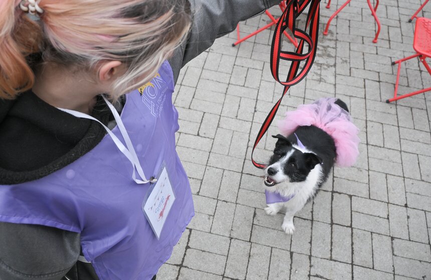 Мероприятие "Моспитомец х Четвероногий друг" состоялось на Тверском бульваре 16 фото