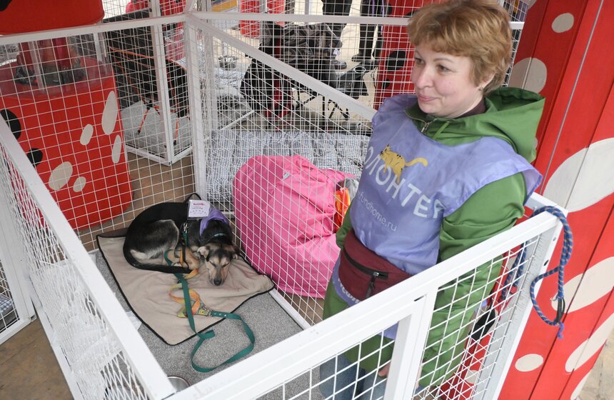 Мероприятие "Моспитомец х Четвероногий друг" состоялось на Тверском бульваре 26 фото