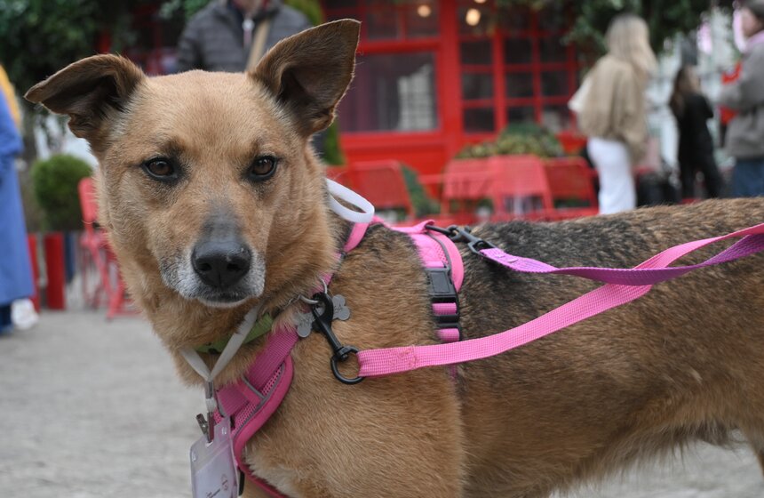 Мероприятие "Моспитомец х Четвероногий друг" состоялось на Тверском бульваре 18 фото