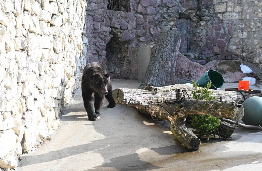 Медведи вышли из спячки в Московском зоопарке 10 фото