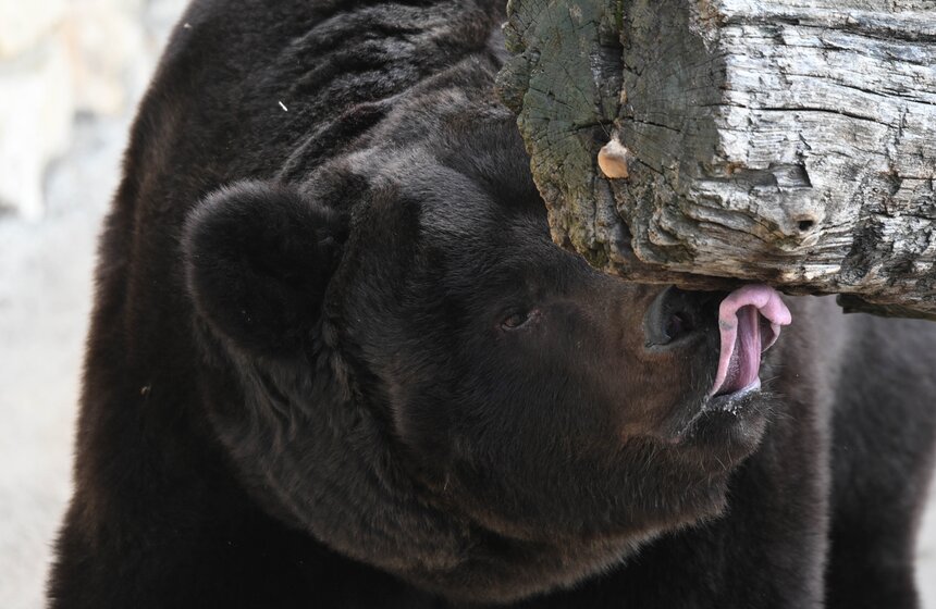 Медведи вышли из спячки в Московском зоопарке 13 фото