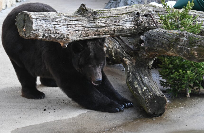 Медведи вышли из спячки в Московском зоопарке 12 фото