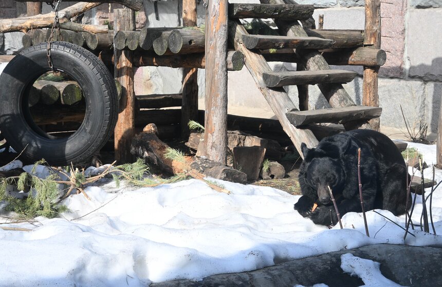Медведи вышли из спячки в Московском зоопарке 22 фото