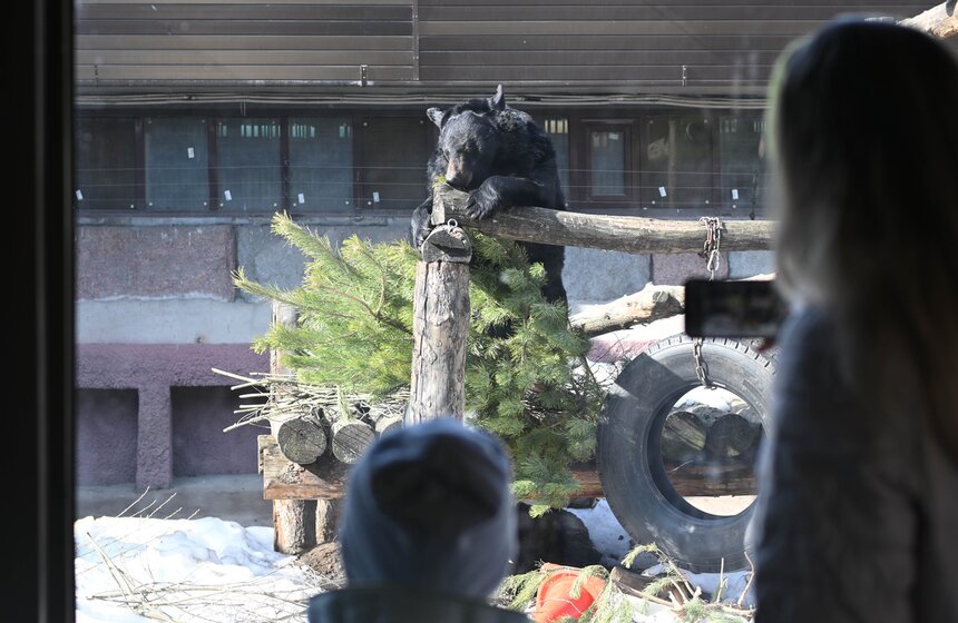 Медведи вышли из спячки в Московском зоопарке 23 фото