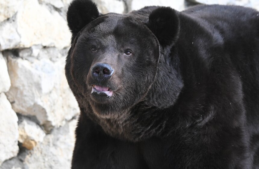 Медведи вышли из спячки в Московском зоопарке 8 фото