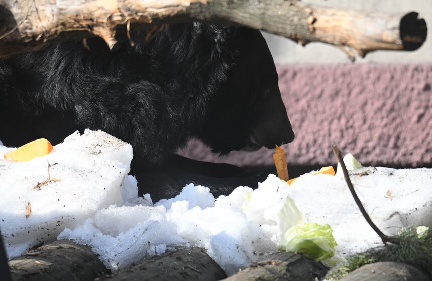 Медведи вышли из спячки в Московском зоопарке 17 фото