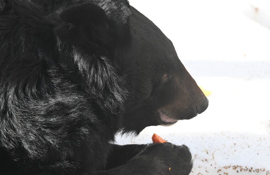 Медведи вышли из спячки в Московском зоопарке 21 фото