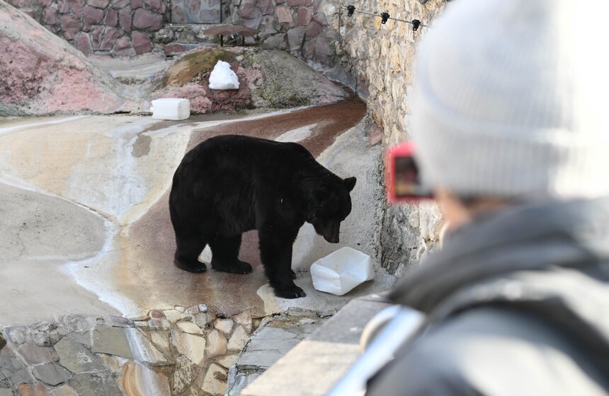 Медведи вышли из спячки в Московском зоопарке 9 фото