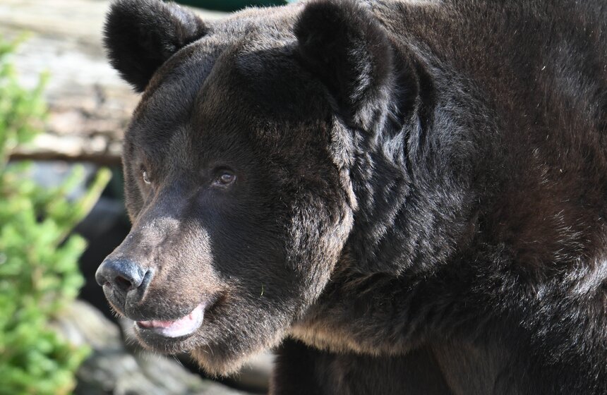 Медведи вышли из спячки в Московском зоопарке 16 фото