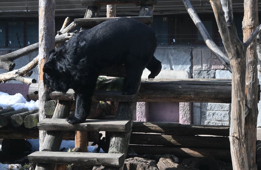 Медведи вышли из спячки в Московском зоопарке 19 фото