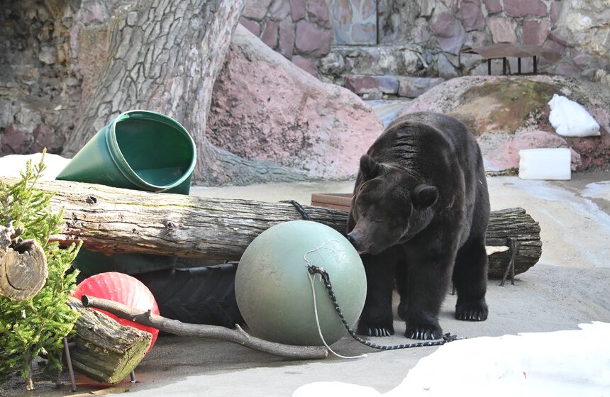 Медведи вышли из спячки в Московском зоопарке 4 фото