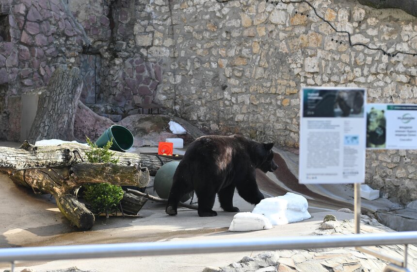 Медведи вышли из спячки в Московском зоопарке 7 фото