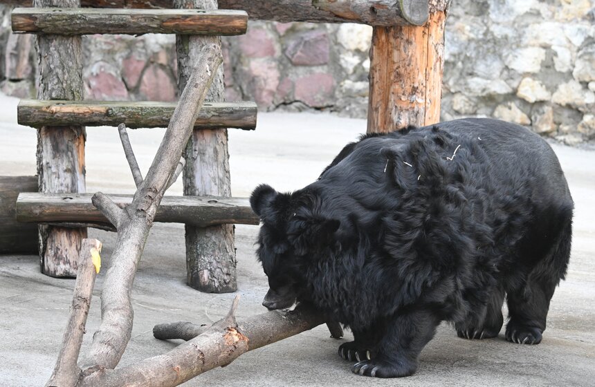 Медведи вышли из спячки в Московском зоопарке 15 фото