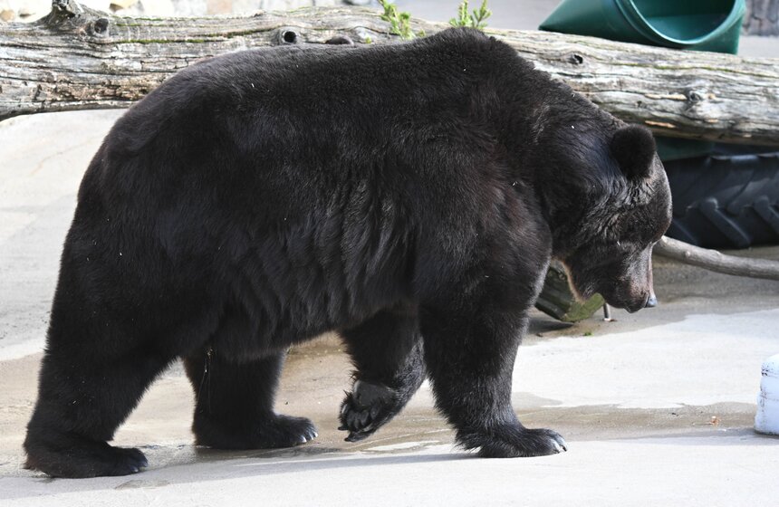 Медведи вышли из спячки в Московском зоопарке 14 фото