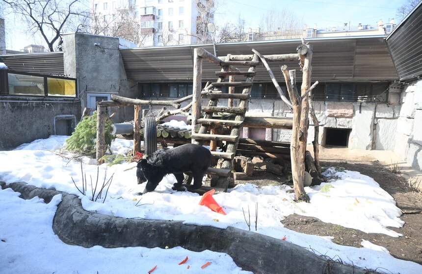 Медведи вышли из спячки в Московском зоопарке 20 фото