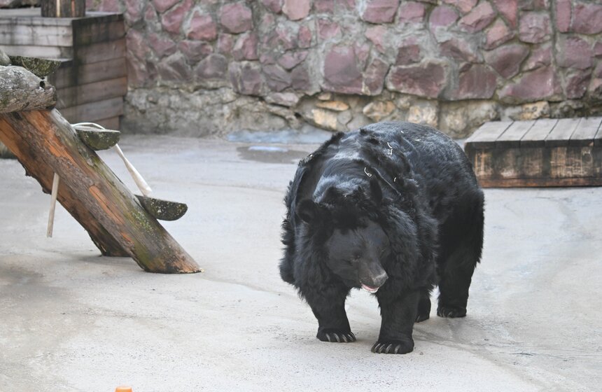 Медведи вышли из спячки в Московском зоопарке 11 фото
