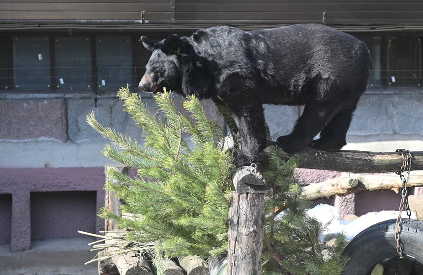 Медведи вышли из спячки в Московском зоопарке 24 фото