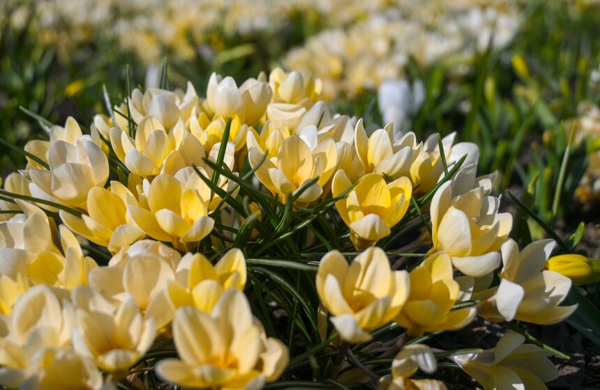 Температура в Москве может подняться до 19 градусов 30 и 31 марта 19 фото