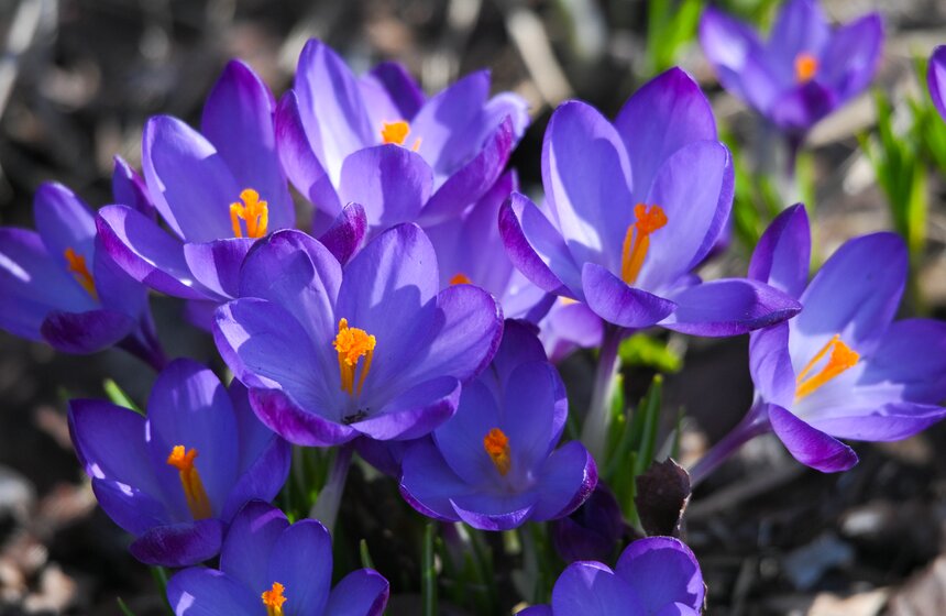 Температура в Москве может подняться до 19 градусов 30 и 31 марта 4 фото