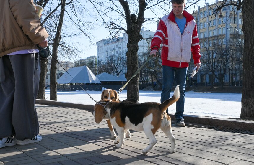 Температура в Москве может подняться до 19 градусов 30 и 31 марта 23 фото
