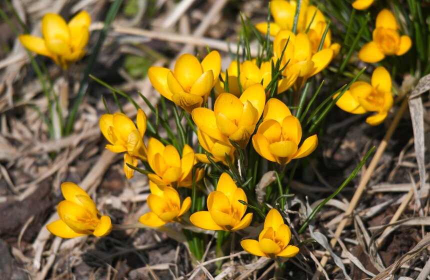 Температура в Москве может подняться до 19 градусов 30 и 31 марта 8 фото