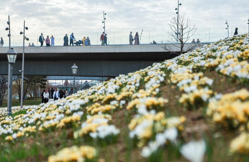 Первоцветы распустились в парках Москвы 17 фото