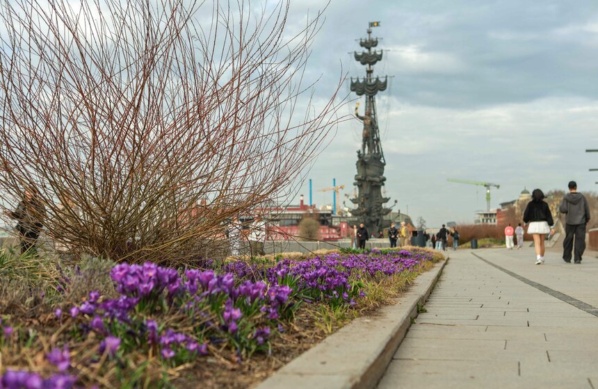 Первоцветы распустились в парках Москвы 24 фото