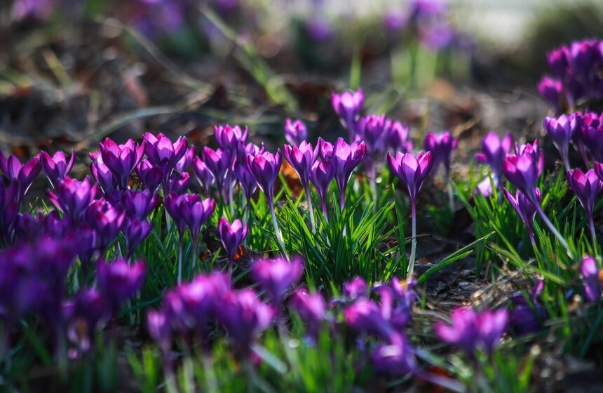 Первоцветы распустились в парках Москвы 27 фото