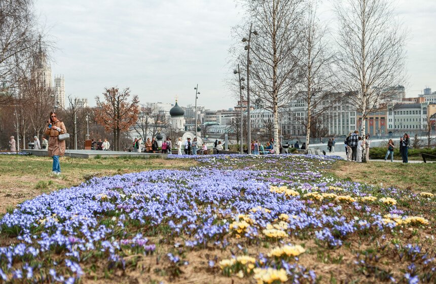 Первоцветы распустились в парках Москвы 13 фото